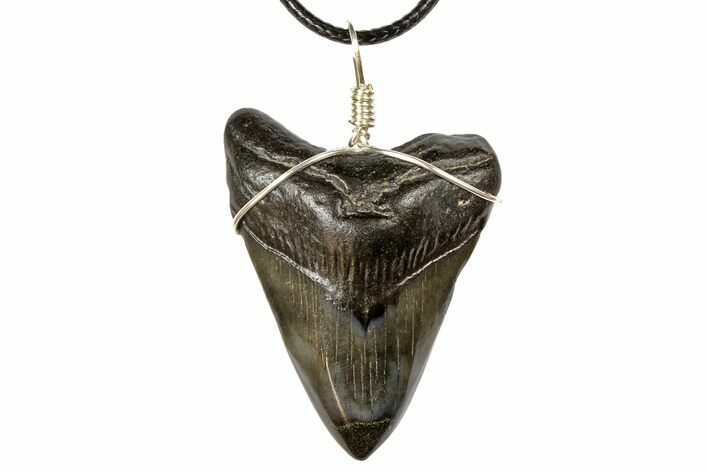 1.95" Fossil Megalodon Tooth Necklace